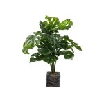Chinese Evergreen 63CM - Monstera Plant