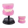 Stem Augmented Reality - Dental Teeth Professional Model