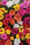 Portulaca Happy Hours Mixed Seed - 25 Multipelleted Seed