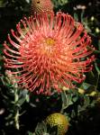 Leucospermum Memory Pincushion 15CM Pot