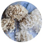 Floral Cream Hydrangea Coasters