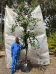 Lonicera Heckrotti ‘pink Lemonade’ 70LT