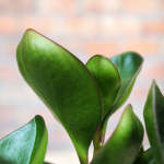 Baby Rubber Plant - Red Edge - 14CM Nursery Pot