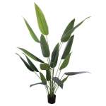 Bird Of Paradise Plant 1 5M