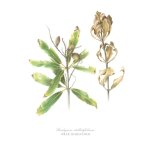 Brabejum Stellatifolium Art Print - A2