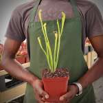Trumpet Pitcher Sarracenia 'phumesa' - Medium To Large Plant. 12CM Plastic Container.