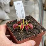 Venus Fly Trap 'supernova.' Special Import. - 2 Year Old Plant. 7.5CM Plastic Container.