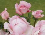 Remember Me Ludwisutic P Rose 5LT