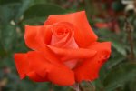 Lesotho Prince Hybrid Tea Rose 5LT