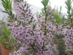 Agathosma Glentana 22CM Pot