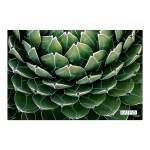 Cactus 3 Art Print - A4