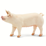 White Pig