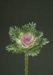 Kale Crane Feather King - 15 Raw Seed