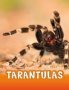 Tarantulas   Paperback