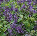 Plectranthus Fruticosa 4LT