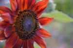Sunflower Red Sun Seed - 50 G Raw Seed