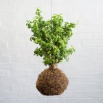Spekboom Mossball