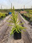 Portulacaria Afra Spekboom 20LT