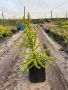 Portulacaria Afra Spekboom 20LT