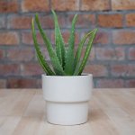 Aloe Vera - In Flo Planter