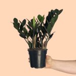 Zz Plant - Raven - 14CM Nursery Pot