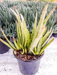 Aloe Vera 15CM