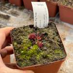 Venus Fly Trap 'scarlatine.' Special Import. - Dormant Plant. 7.5CM Plastic Container.