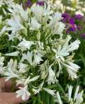Agapantha Nana White 4LT
