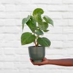 Arrowhead Plant - Frosted Heart - In 13CM Shing Plinth Forest Green Planter
