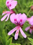 Pelargonium Citronellum Lemon 4LT