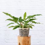 Philodendron - Narrow - In Queen Ilala Basket