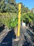 Trachycarpus Fortunei 20LT