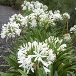 Agapanthus Praecox White 4LT