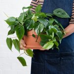 Heart Leaf Philodendron - Hanging Basket - 24CM Azalea Terracotta Pot And Saucer