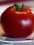 Tomato Heinz 1370 Seedlings - 5 Plug Plants