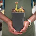 Venus Fly Trap 'kermit' - Dormant Plant. 12CM Plastic Container.