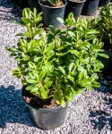 Click & Plant Online Nursery