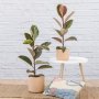 Rubber Tree - Tineke - In 16CM Blush Migo Planter