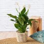 Peace Lily - Chopin - In Shishi Palm Leaf Basket