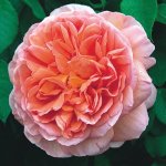 Abraham Darby Rose 5LT