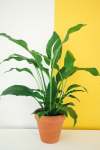 Peace Lily - 15CM