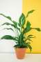 Peace Lily - 15CM