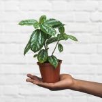 Aluminum Plant - 14CM Nursery Pot