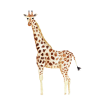 Animal Nursery 6 Art Print
