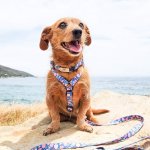 Eat Drink And Be Berry Collar Lead And Harness Bundle - Large