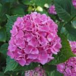 Hydrangea Macrophylla Mix 10LT