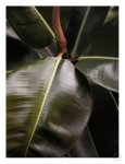 Ficus Bubu Art Print - A2