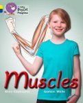 Muscles: Band 03 Yellow band 16 Sapphire