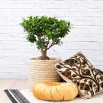 Ficus Ginseng - In Sinan Palm Leaf Basket