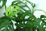 Monstera Adansonii Seedlings - 3 Plug Plants